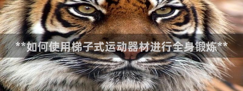 意昂体育3招商：**如何使用梯子式运动器材进行全身锻
