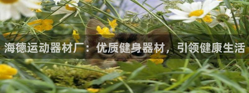 意昂体育3平台：海德运动器材厂：优质健身器材，引领健